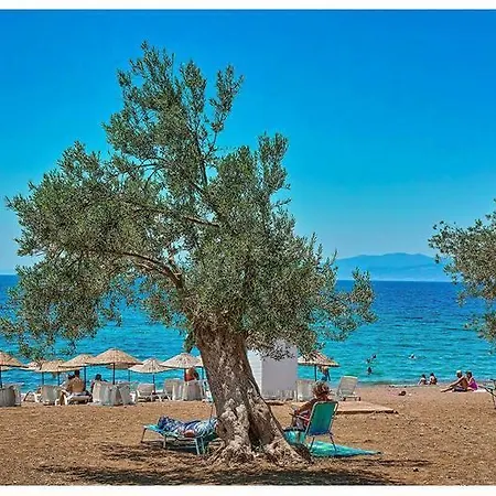 Summer House - Tatil Evi *